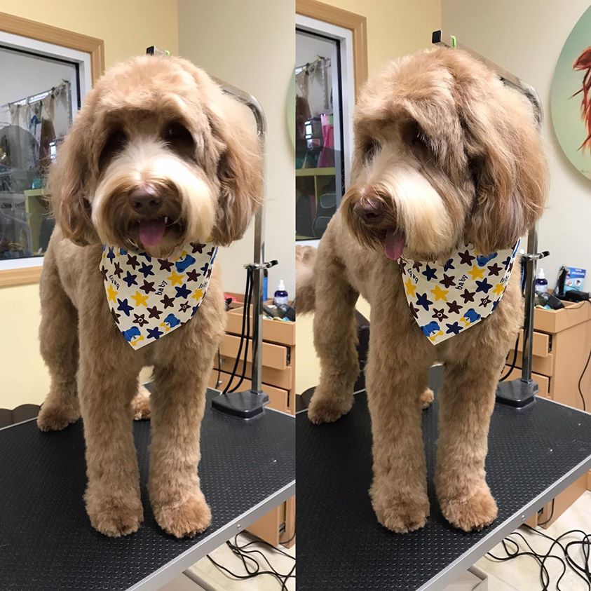 well groomed dog without matting
