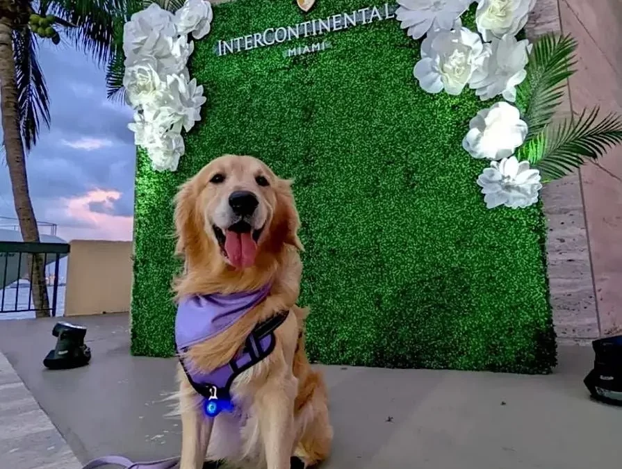 Weekly Paws Patio: The Ultimate Dog-Friendly Mixer at InterContinental Miami – 2024
