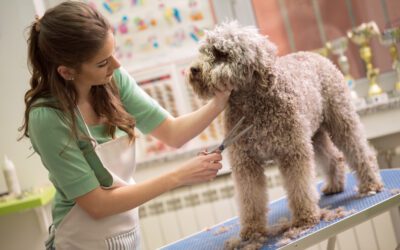 5 Secrets to End Dog Matting: Expert Groomer’s Guide