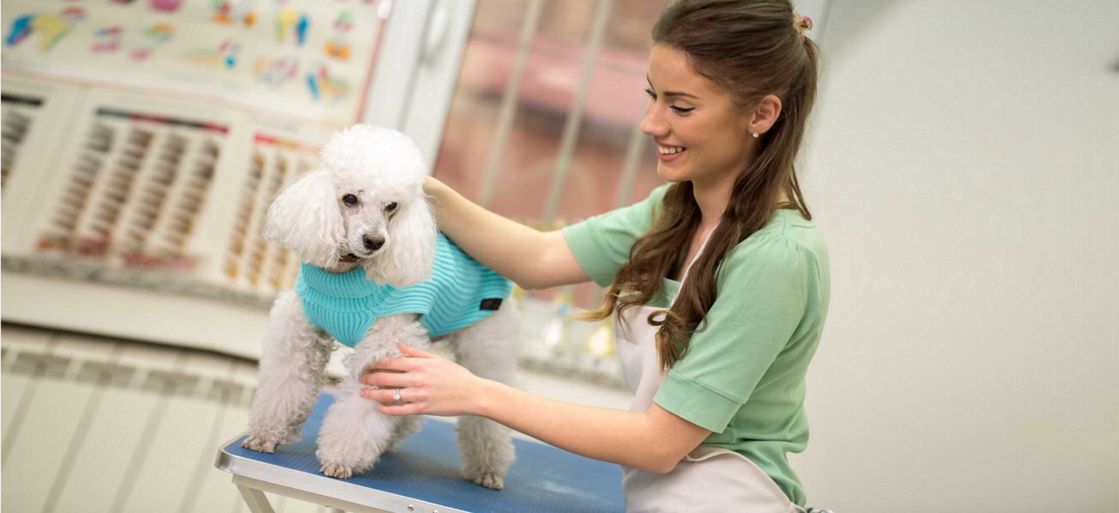 Top Rated Dog Groomer In Kendall FL Hachi Dog Grooming