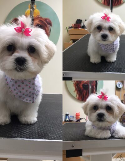 Dog Grooming