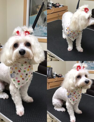Dog Grooming