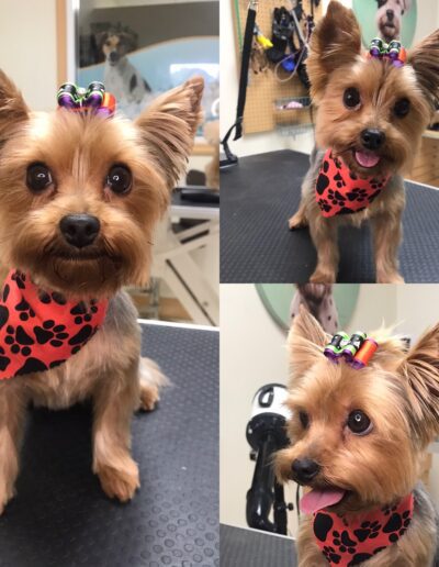Dog Grooming