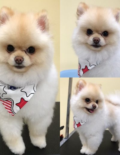 Dog Grooming