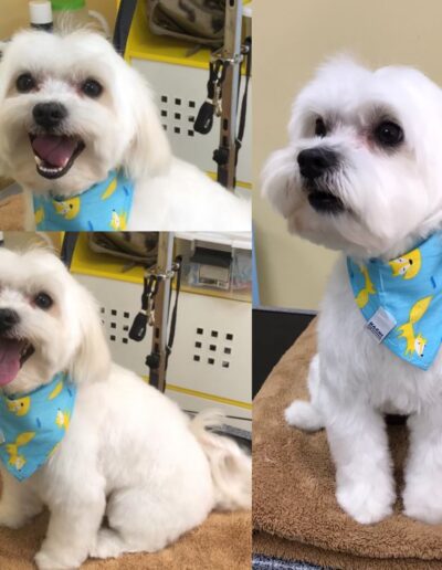 Dog Grooming