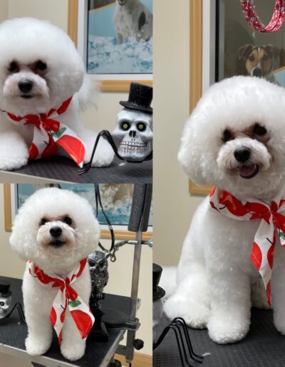 Dog Grooming