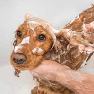 dog grooming kendall