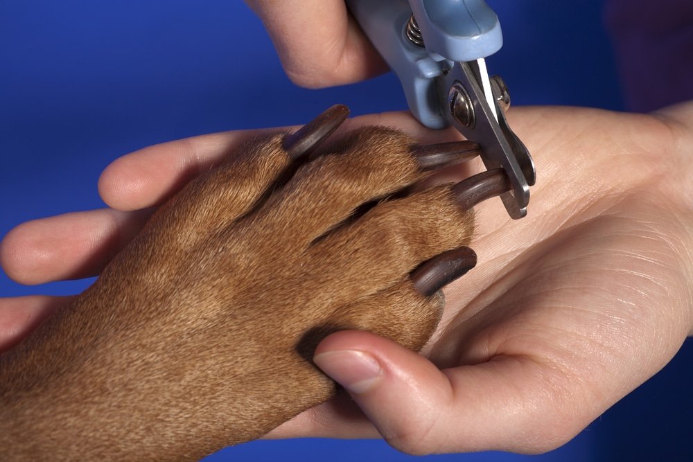 dog nail clipping