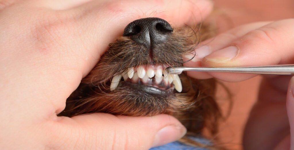 dog teeth cleanning