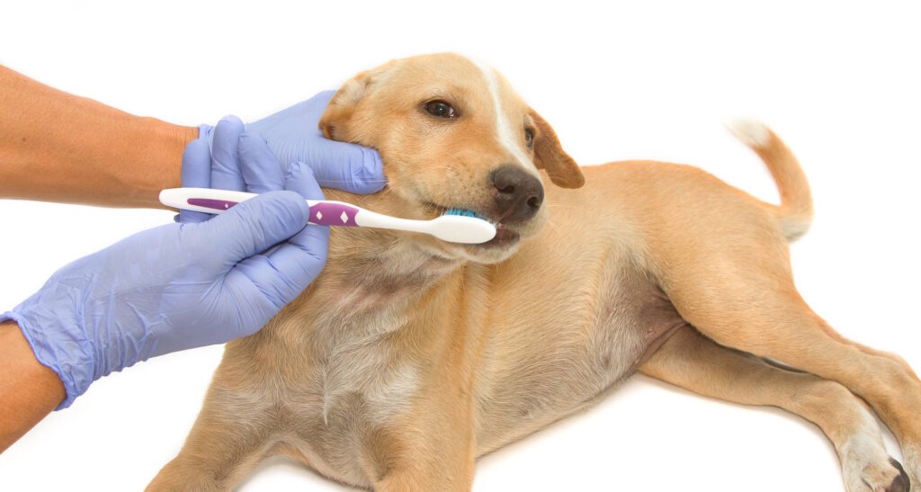 et dentist  cleaning dog's teeth with  toothbrush