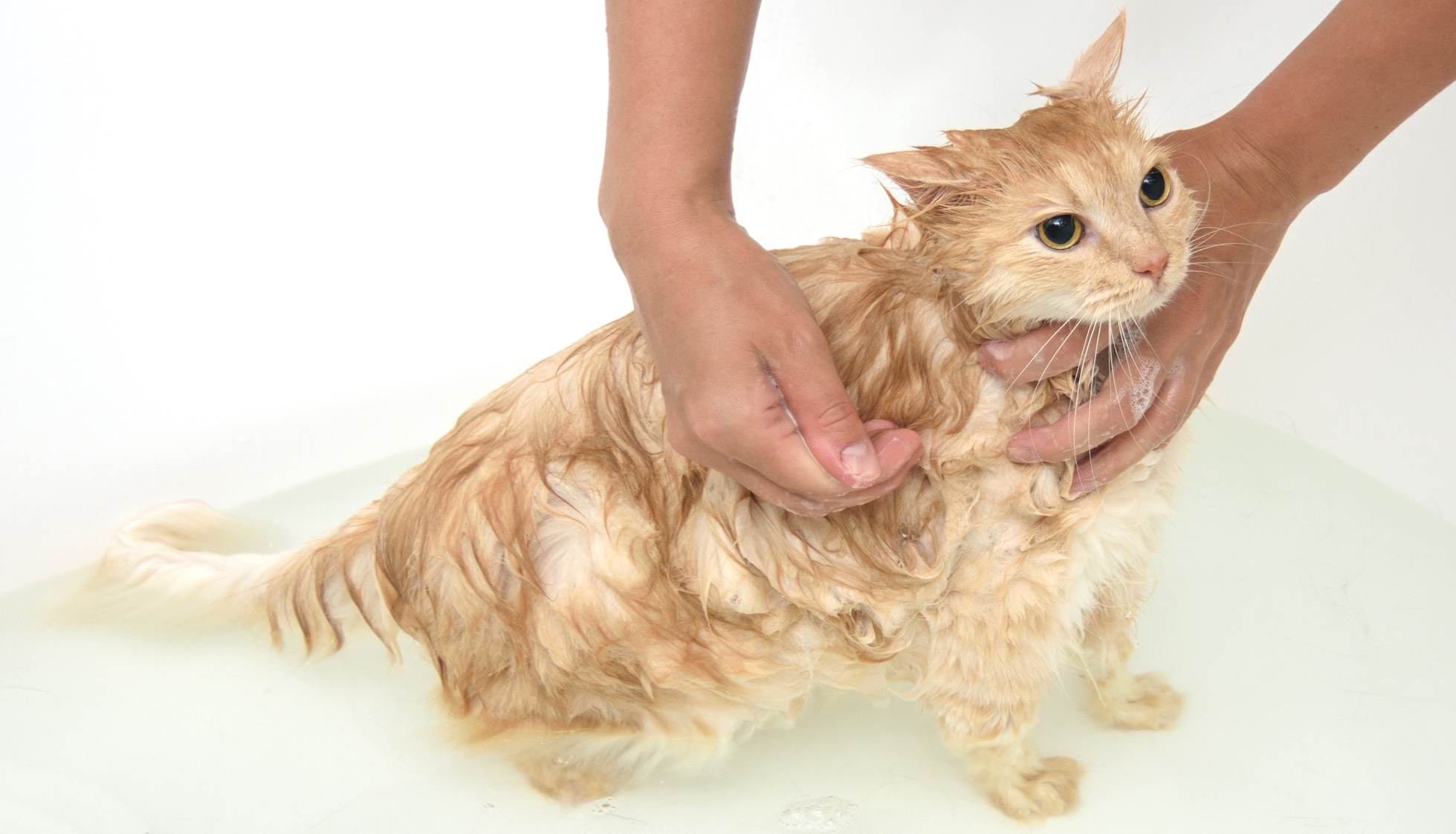 cat bath and wash