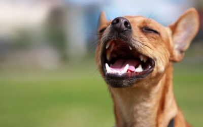 Unlock the Secrets of Canine Dental Health: A Comprehensive Guide to Dog Dental Care
