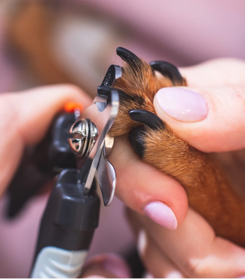 Nailed It! 5 Tips for Stress-Free Dog Nail Trims | PetMD