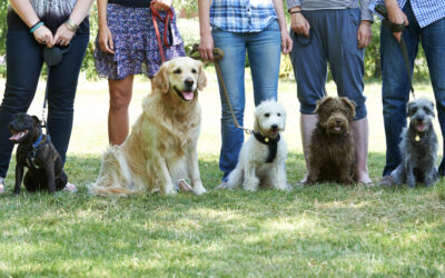 The Best Dog Trainers in Kendall FL- For Happy & Well Behaved Pups