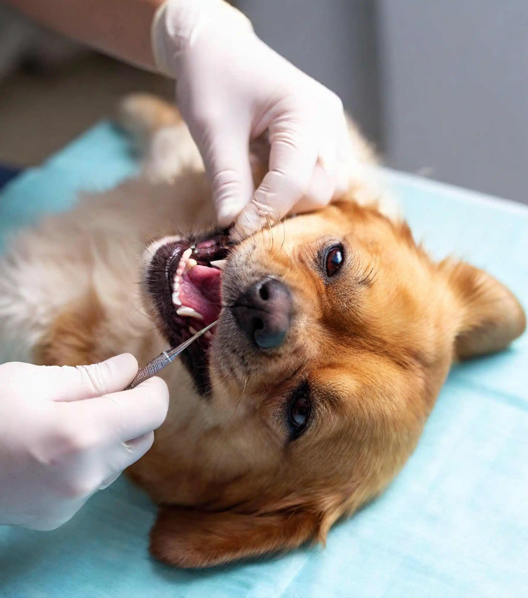 dog dental cleaning 