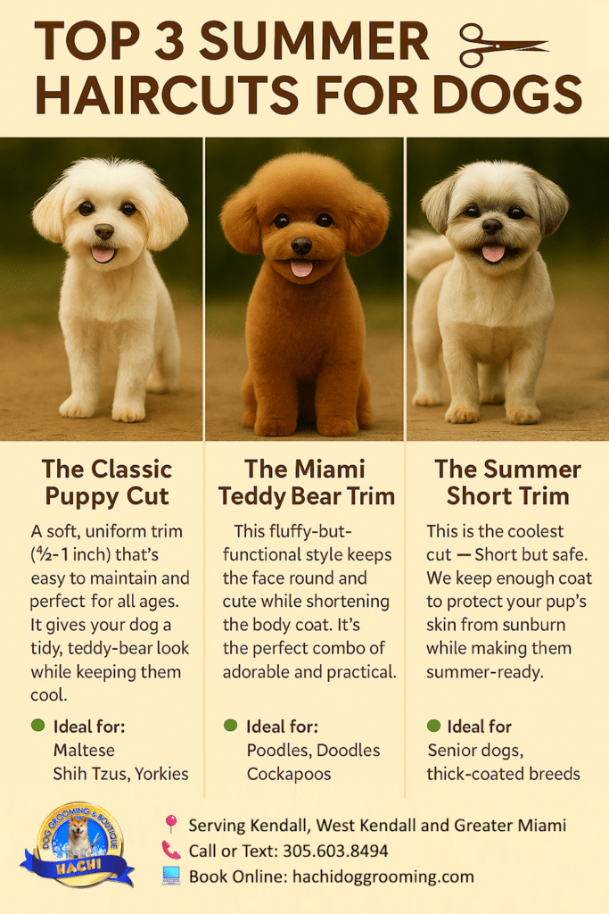 Top 3 summer dog haircuts for Miami dogs – infographic from Hachi Dog Grooming featuring Puppy Cut, Teddy Bear Trim, and Summer Short Trim with grooming tips