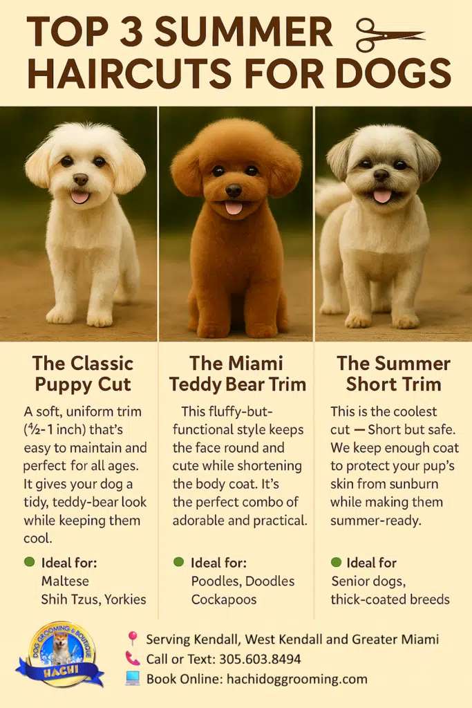 🐾 Keep Your Pup Cool This Summer: Top 3 Dog Haircuts in Kendall, FL 8 Top 3 summer dog haircuts for Miami dogs – infographic from Hachi Dog Grooming featuring Puppy Cut, Teddy Bear Trim, and Summer Short Trim with grooming tips